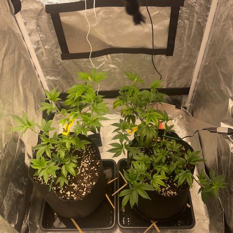 Radical Juice/shopclone growlog photo: fedup!