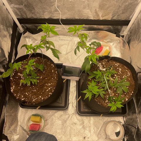 Radical Juice/shopclone growlog photo: corrected their intuition with that stem!
looking forward seeing an even as bushy and colaful harvest of these