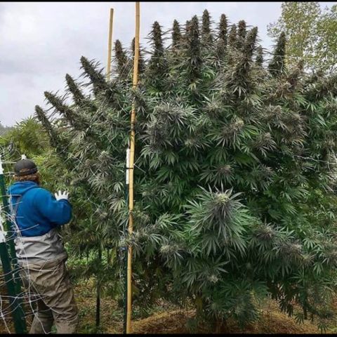 Radical Juice/shopclone growlog timeline photo