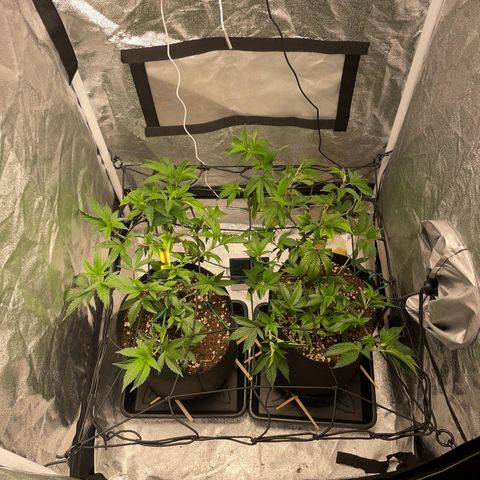 Radical Juice/shopclone growlog timeline photo