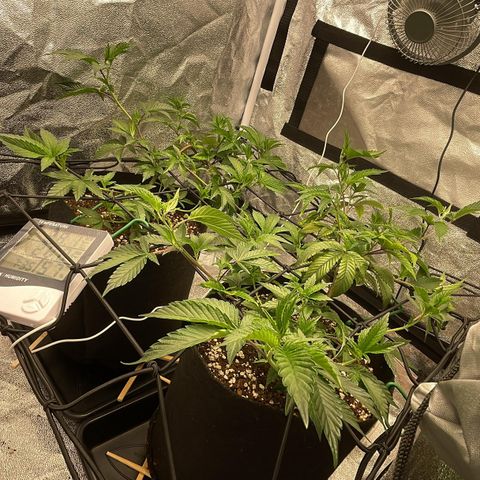 Radical Juice/shopclone growlog timeline photo