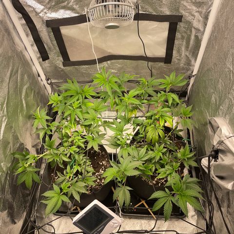Radical Juice/shopclone growlog timeline photo