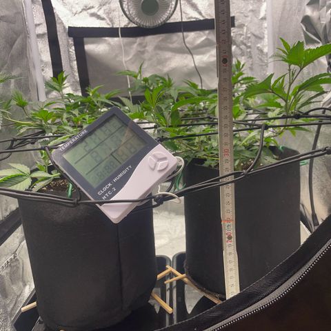 Radical Juice/shopclone growlog timeline photo