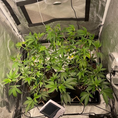 Radical Juice/shopclone growlog photo: spredded the leaves to a more equal top-surface of the scrog