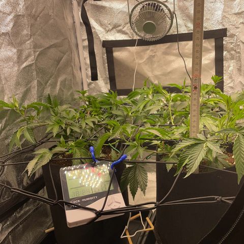 Radical Juice/shopclone growlog timeline photo