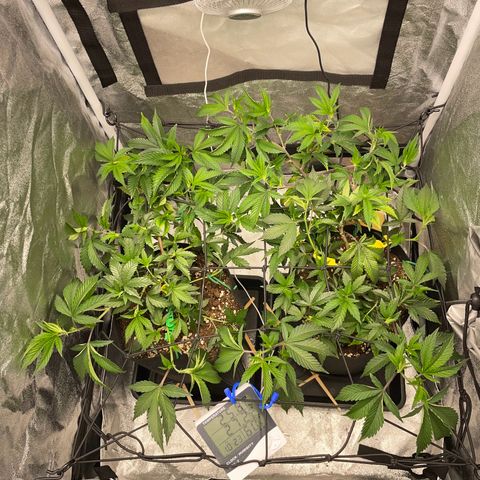 Radical Juice/shopclone growlog timeline photo