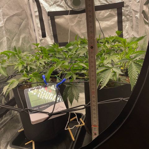 Radical Juice/shopclone growlog timeline photo