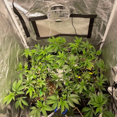 Radical Juice/shopclone growlog timeline photo
