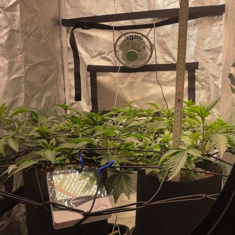 Radical Juice/shopclone growlog timeline photo