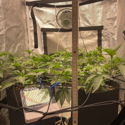 Radical Juice/shopclone growlog timeline photo
