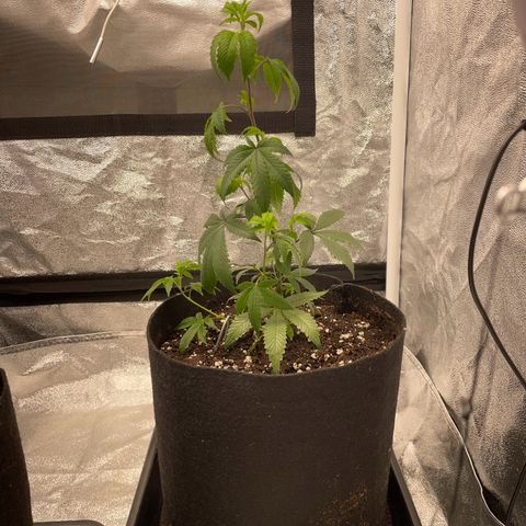 Radical Juice/shopclone growlog timeline photo