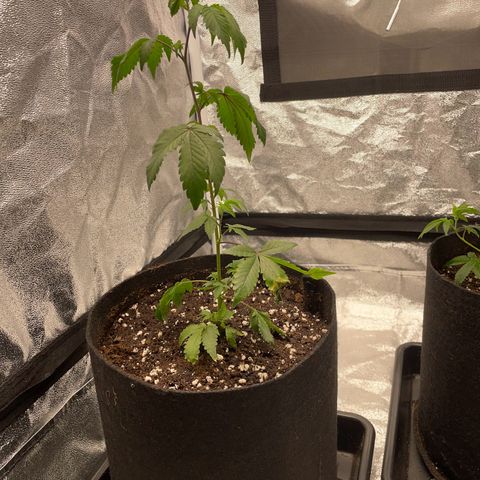 Radical Juice/shopclone growlog timeline photo