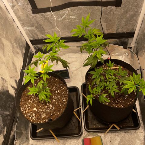 Radical Juice/shopclone growlog timeline photo
