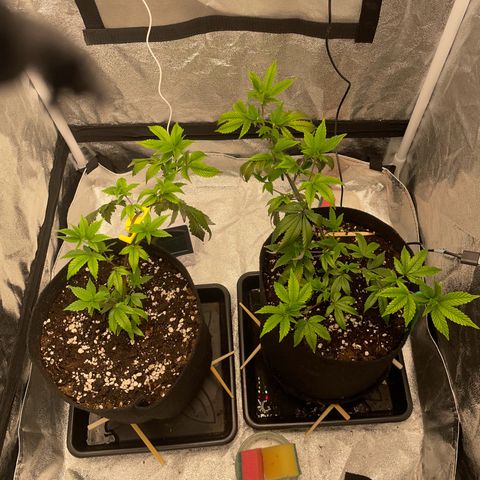 Radical Juice/shopclone growlog timeline photo