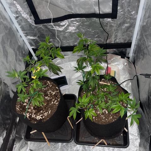 Radical Juice/shopclone growlog timeline photo