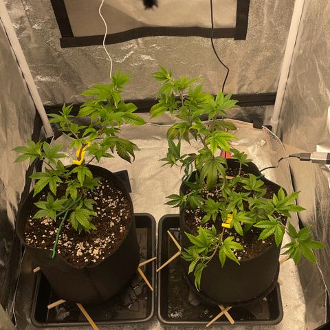 Radical Juice/shopclone growlog timeline photo