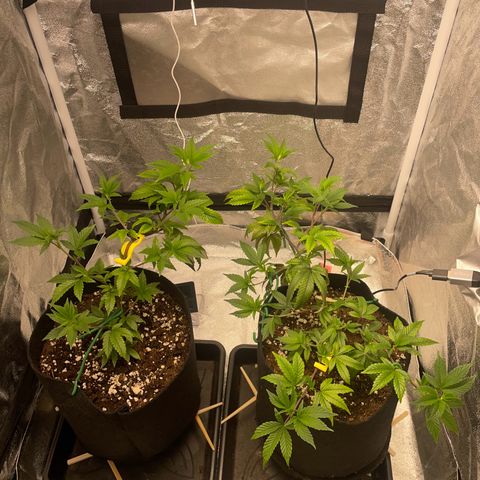 Radical Juice/shopclone growlog timeline photo