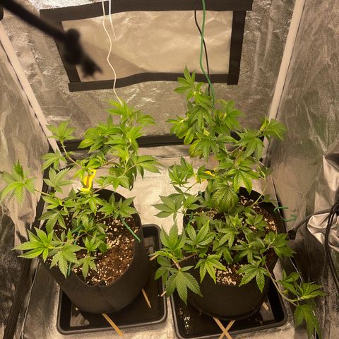 Radical Juice/shopclone growlog timeline photo