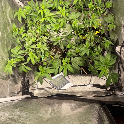 Radical Juice/shopclone growlog timeline photo