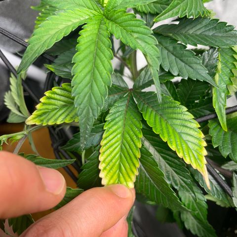 Radical Juice/shopclone growlog photo: Maybe some Magnesium deficiency ? ..bit defolition/ some adjustments