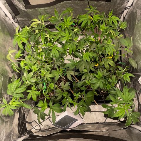 Radical Juice/shopclone growlog photo: Maybe some Magnesium deficiency ? ..bit defolition/ some adjustments