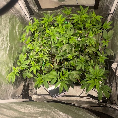 Radical Juice/shopclone growlog timeline photo