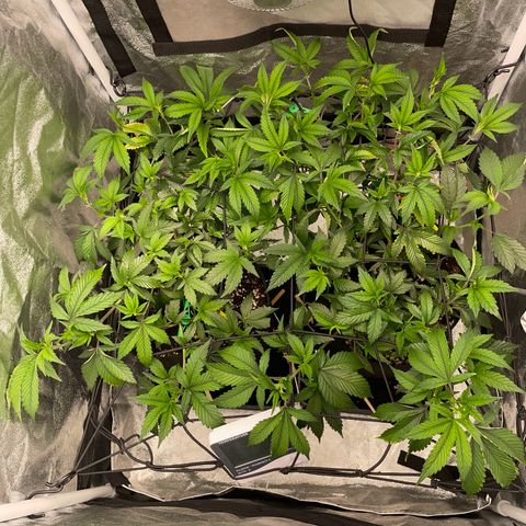 Radical Juice/shopclone growlog timeline photo