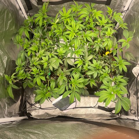 Radical Juice/shopclone growlog timeline photo