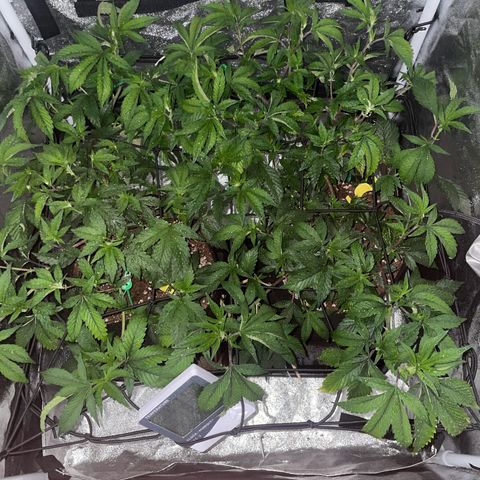 Radical Juice/shopclone growlog photo: Night time.. 