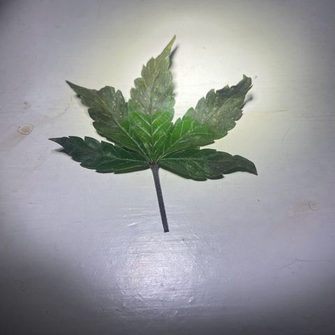 Radical Juice/shopclone growlog photo: leaf with necrosis - found one.
most likely a sign of nutrient burn..