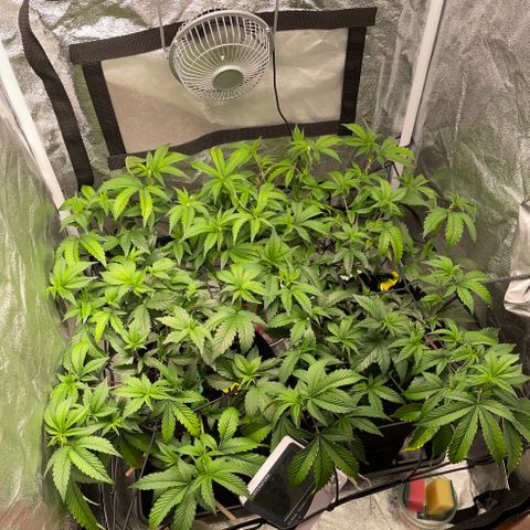 Radical Juice/shopclone growlog timeline photo
