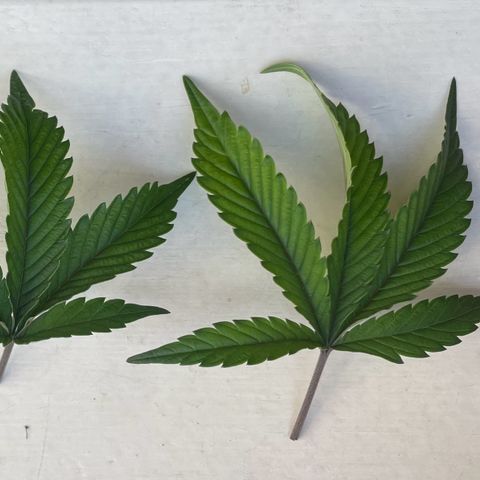 Radical Juice/shopclone growlog photo: leaf crawling; 
yellowing; 
purple veins/stems - occurring on this strain naturally but to what extend?