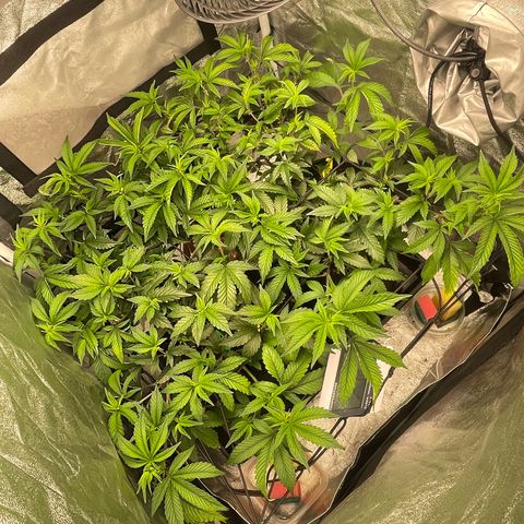 Radical Juice/shopclone growlog photo: in the morning hours 