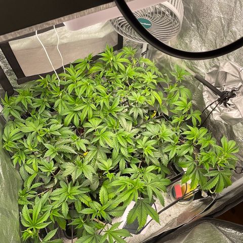 Radical Juice/shopclone growlog photo: 40 min before lights-out.. trying to hit VPDs from now (new diffuser)