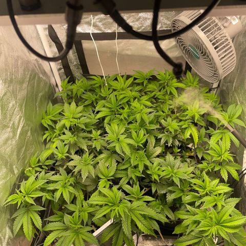 Radical Juice/shopclone growlog timeline photo