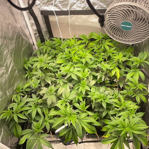 Radical Juice/shopclone growlog timeline photo