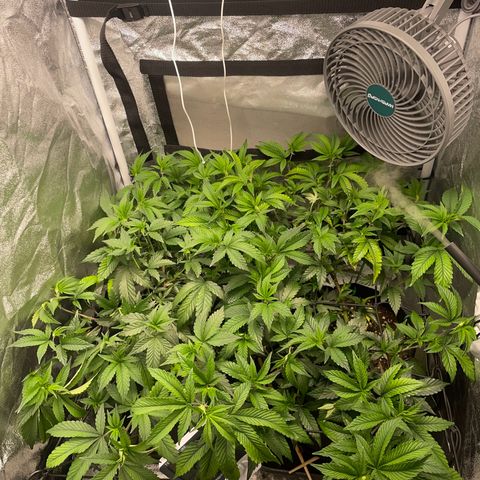 Radical Juice/shopclone growlog photo: After twist/snap cropping technique.. tried to be very gentle 