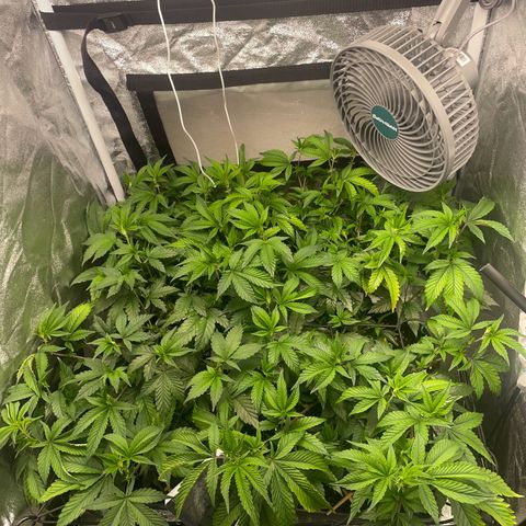 Radical Juice/shopclone growlog timeline photo