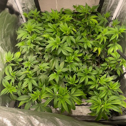 Radical Juice/shopclone growlog timeline photo