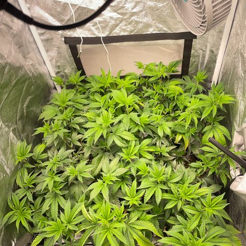 Radical Juice/shopclone growlog timeline photo