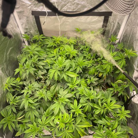 Radical Juice/shopclone growlog timeline photo