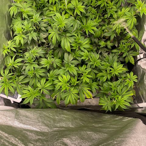 Radical Juice/shopclone growlog timeline photo