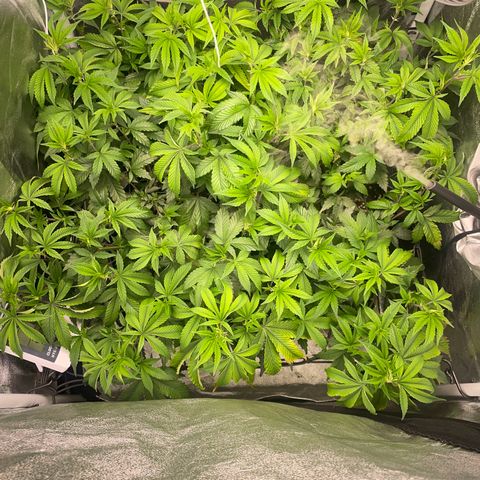 Radical Juice/shopclone growlog timeline photo