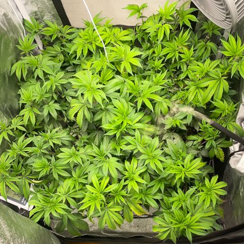 Radical Juice/shopclone growlog timeline photo