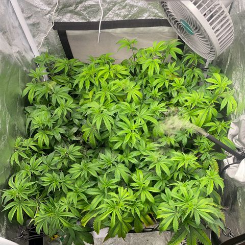 Radical Juice/shopclone growlog photo: net pulled up a bit