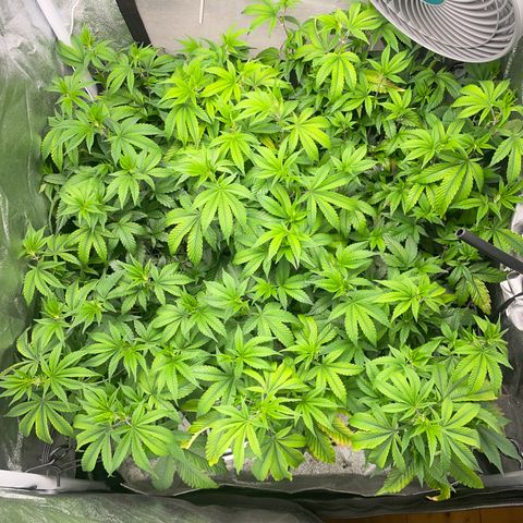 Radical Juice/shopclone growlog timeline photo