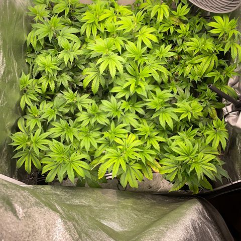 Radical Juice/shopclone growlog timeline photo