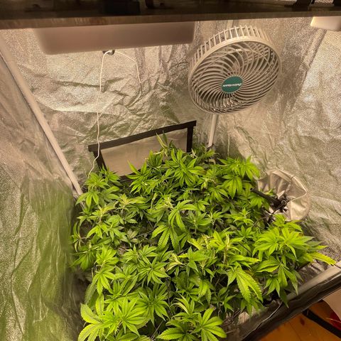 Radical Juice/shopclone growlog timeline photo