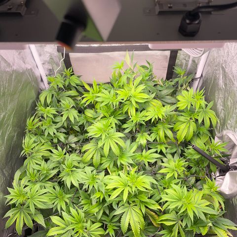 Radical Juice/shopclone growlog timeline photo