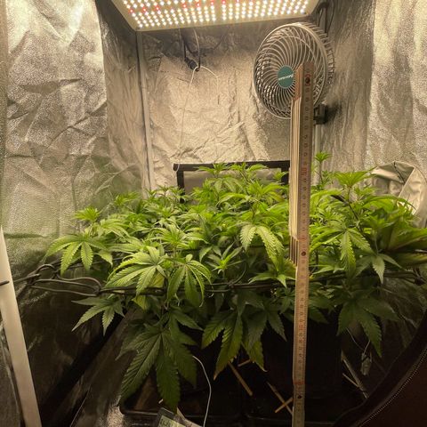 Radical Juice/shopclone growlog timeline photo